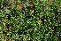  ( - Burrows13384)  @11 [ ] CreativeCommons - Attribution Non-Commercial Share-Alike (2014) John E. Burrows Buffelskloof Nature Reserve Herbarium (BNRH)