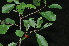  ( - Burrows13386)  @11 [ ] CreativeCommons - Attribution Non-Commercial Share-Alike (2013) John Burrows University of Johannesburg, African Centre for DNA Barcoding (ACDB)