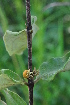  ( - Burrows13394)  @11 [ ] CreativeCommons - Attribution Non-Commercial Share-Alike (2014) John E. Burrows Buffelskloof Nature Reserve Herbarium (BNRH)