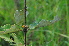  ( - Burrows13394)  @11 [ ] CreativeCommons - Attribution Non-Commercial Share-Alike (2014) John E. Burrows Buffelskloof Nature Reserve Herbarium (BNRH)