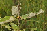  ( - Burrows13394)  @11 [ ] CreativeCommons - Attribution Non-Commercial Share-Alike (2014) John E. Burrows Buffelskloof Nature Reserve Herbarium (BNRH)