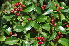  ( - Burrows13441)  @11 [ ] CreativeCommons - Attribution Non-Commercial Share-Alike (2014) John E. Burrows Buffelskloof Nature Reserve Herbarium (BNRH)