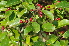  ( - Burrows13441)  @11 [ ] CreativeCommons - Attribution Non-Commercial Share-Alike (2014) John E. Burrows Buffelskloof Nature Reserve Herbarium (BNRH)