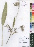  ( - Burrows13479)  @11 [ ] No Rights Reserved  Unspecified Unspecified