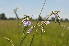  ( - Burrows13479)  @11 [ ] CreativeCommons - Attribution Non-Commercial Share-Alike (2014) John E. Burrows Buffelskloof Nature Reserve Herbarium (BNRH)