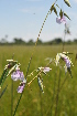  ( - Burrows13479)  @11 [ ] CreativeCommons - Attribution Non-Commercial Share-Alike (2014) John E. Burrows Buffelskloof Nature Reserve Herbarium (BNRH)