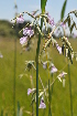  ( - Burrows13479)  @11 [ ] CreativeCommons - Attribution Non-Commercial Share-Alike (2014) John E. Burrows Buffelskloof Nature Reserve Herbarium (BNRH)