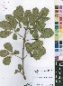  (Vitex madiensis - Burrows13486)  @11 [ ] No Rights Reserved  Unspecified Unspecified