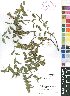  (Acalypha peduncularis - Burrows13522)  @11 [ ] No Rights Reserved  Unspecified Unspecified