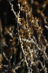  ( - DGE016-26.03.2011)  @11 [ ] No Rights Reserved  Unspecified Unspecified