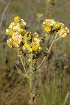  ( - DGE030-26.03.2011)  @11 [ ] No Rights Reserved  Unspecified Unspecified