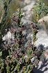  (Erica pectinifolia - DGE078-26.03.2011)  @11 [ ] No Rights Reserved  Unspecified Unspecified
