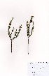  ( - DGE136-26.03.2011)  @11 [ ] No Rights Reserved  Unspecified Unspecified
