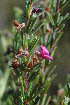  ( - DGE136-26.03.2011)  @11 [ ] No Rights Reserved  Unspecified Unspecified