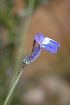  ( - DGE171-26.03.2011)  @11 [ ] No Rights Reserved  Unspecified Unspecified