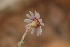  (Phymaspermum appressum - DGE175-26.03.2011)  @11 [ ] No Rights Reserved  Unspecified Unspecified