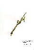  (Polygala fruticosa - DGE183-26.03.2011)  @11 [ ] No Rights Reserved  Unspecified Unspecified