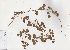  (Dolichos decumbens - AMM6612)  @11 [ ] No Rights Reserved  Unspecified Unspecified