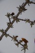  ( - Hahn2928)  @11 [ ] No Rights Reserved  Unspecified Unspecified