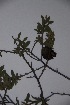  ( - Hahn2979)  @11 [ ] No Rights Reserved  Unspecified Unspecified