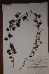  ( - K-0035)  @11 [ ] No Rights Reserved  Unspecified Unspecified