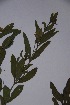  ( - K-0093)  @11 [ ] No Rights Reserved  Unspecified Unspecified
