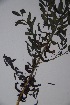  ( - K-0239b)  @11 [ ] No Rights Reserved  Unspecified Unspecified
