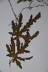  (Citrullus - K-0601)  @11 [ ] No Rights Reserved  Unspecified Unspecified