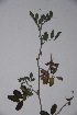  ( - K-0832)  @11 [ ] No Rights Reserved  Unspecified Unspecified