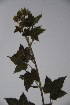  ( - K-0915)  @11 [ ] No Rights Reserved  Unspecified Unspecified