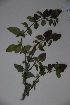  (Barleria galpinii - K-1133)  @11 [ ] No Rights Reserved  Unspecified Unspecified