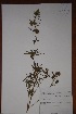  (Lippia scaberrima - K-1138)  @11 [ ] No Rights Reserved  Unspecified Unspecified