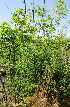  ( - KMS-0015)  @11 [ ] No Rights Reserved  Unspecified Unspecified