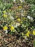  (Senecio consanguineus - KMS-0055)  @11 [ ] No Rights Reserved  Unspecified Unspecified