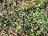  (Convolvulus - KMS-0060)  @11 [ ] No Rights Reserved  Unspecified Unspecified