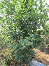 ( - KMS-0072)  @11 [ ] No Rights Reserved  Unspecified Unspecified