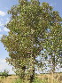  ( - KMS-0082)  @11 [ ] No Rights Reserved  Unspecified Unspecified