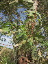  ( - KMS-0082)  @11 [ ] No Rights Reserved  Unspecified Unspecified