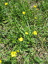  (Ranunculus multifidus - KMS-0125)  @11 [ ] No Rights Reserved  Unspecified Unspecified