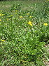  ( - KMS-0125)  @11 [ ] No Rights Reserved  Unspecified Unspecified