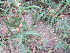  (Convolvulus sagittatus var. ulosepalus - KMS-0139)  @11 [ ] No Rights Reserved  Unspecified Unspecified