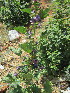  ( - KMS-0151)  @11 [ ] No Rights Reserved  Unspecified Unspecified