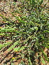  (Zornia milneana - KMS-0173)  @11 [ ] No Rights Reserved  Unspecified Unspecified