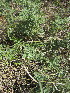  ( - KMS-0177)  @12 [ ] No Rights Reserved  Unspecified Unspecified