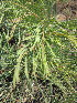  ( - KMS-0198)  @11 [ ] No Rights Reserved  Unspecified Unspecified