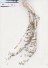  ( - AMM5006)  @11 [ ] No Rights Reserved  Unspecified Unspecified