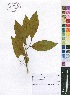  (Irvingia - Lotter1492)  @11 [ ] No Rights Reserved  Unspecified Unspecified