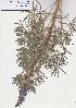  ( - Stirton13612)  @11 [ ] No Rights Reserved  Unspecified Unspecified