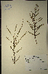  (Muraltia - MWC18681)  @11 [ ] No Rights Reserved  Unspecified Unspecified