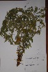  ( - Magodielo-039)  @11 [ ] No Rights Reserved  Unspecified Unspecified